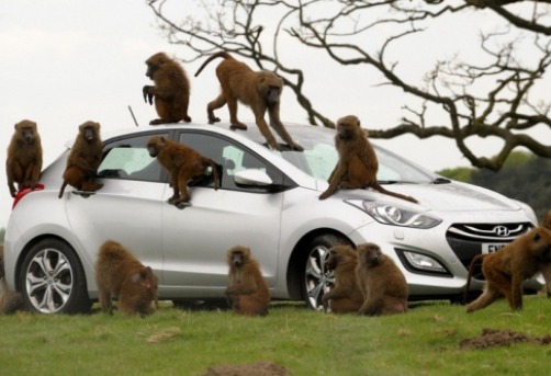 Hyundai довірили мавпам контроль якості збірки салону