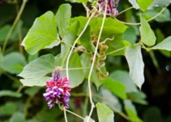 Китайська рослина Kudzu допоможе вилікувати алкоголізм