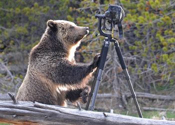 Ведмідь перевірив на міцність Nikon D4 з телеоб'єктивом