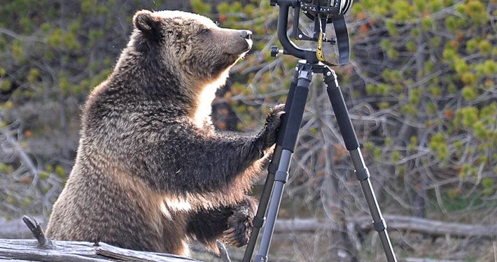 Ведмідь перевірив на міцність Nikon D4 з телеоб'єктивом
