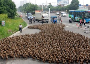 В китайському місті качки заблокували автостраду