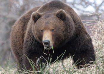 Американця пограбувала ведмедиця