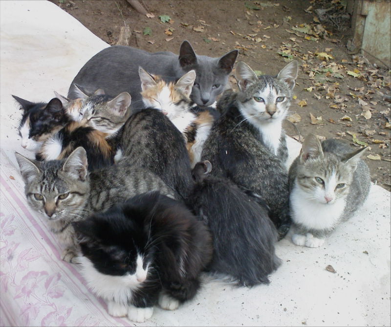 Неделя большими кошками. Стая кошек. Много котов. Много котов во дворе.