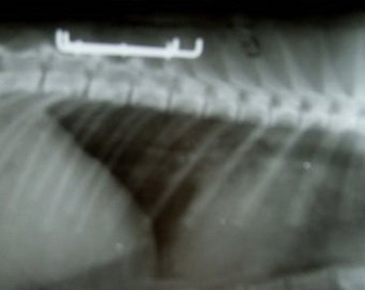 перелом позвоночника у собаки остеосинтез. перелом позвоночника у кота.