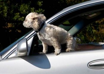 Домашні тварини в автомобілі збільшують ризик потрапляння в ДТП