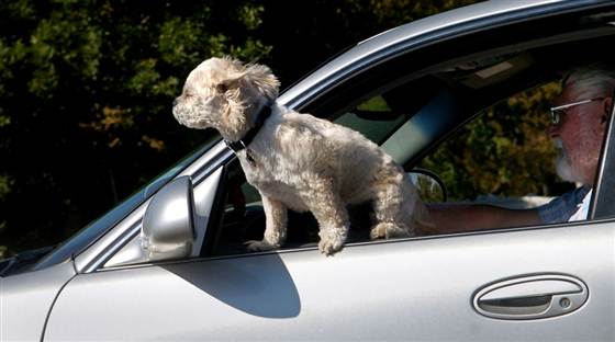 Домашні тварини в автомобілі збільшують ризик потрапляння в ДТП