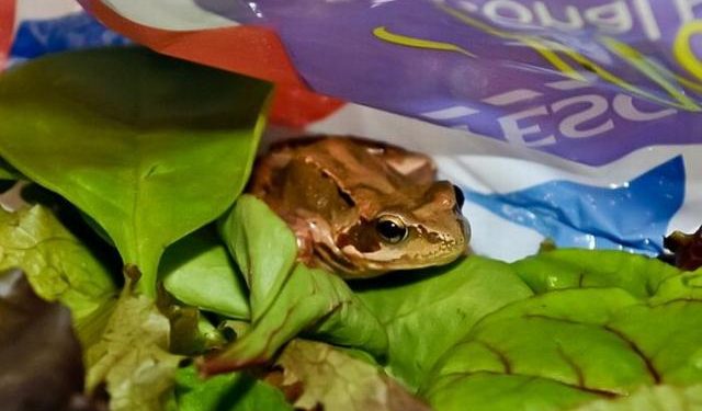 Британка знайшла жабу в пакеті з салатом