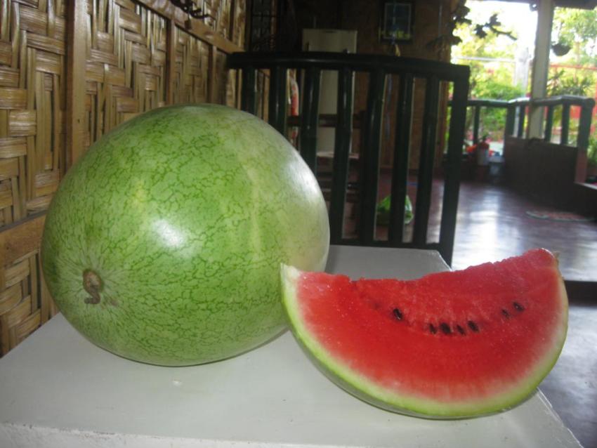 арбуз с чёрными полосами. полосатый зеленый арбуз. зеленый арбуз. арбузы пятнисто полосатые. арбузы зеленые и полосатые.