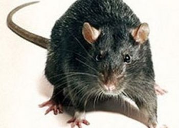 Как защитить автомобиль от мохнатых вредителей