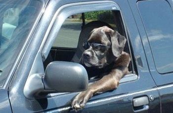 Как водят машины в разных странах мира