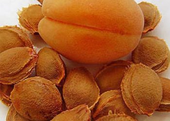 Лечение Рака абрикосовыми косточками