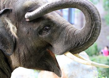 Слоненок едва не съел невесту на свадьбе