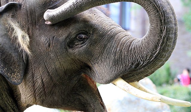 Слоненок едва не съел невесту на свадьбе