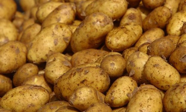 Врачи рассказали, нужен ли картофель в рационе человека
