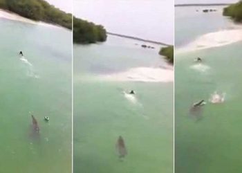 Мальчик решил «отдохнуть» в водоеме с аллигаторами