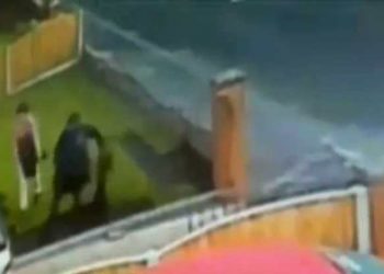 Британец заснял на камеру, как женщины воруют газон