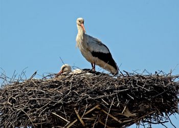 Ночь в гнезде заставила мужчину отправиться в психиатрическую больницу