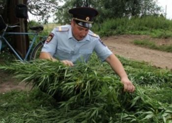 Полицейские отбили у пчел поле конопли