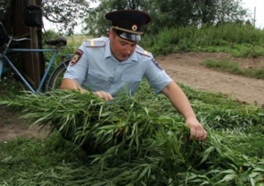 Полицейские отбили у пчел поле конопли
