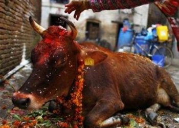 В Индии неизвестные увезли корову в малолитражке