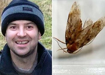 Моль три дня жила в голове 43-летнего мужчины