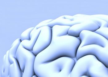 Ученые исследовали, как возникают мозговые извилины