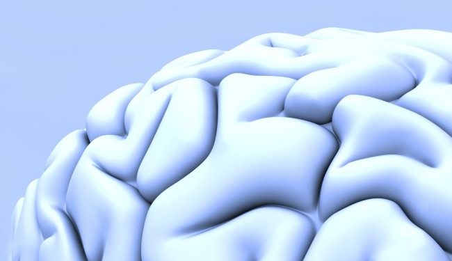 Ученые исследовали, как возникают мозговые извилины