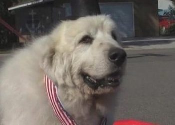 В сети стал популярным пес, танцующий самбу