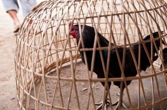 Наркоторговец обманул полицию, одев свой браслет на петуха