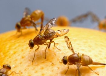 Ученые придумали, как уменьшить популяцию плодовых мушек