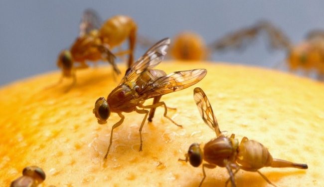 Ученые придумали, как уменьшить популяцию плодовых мушек