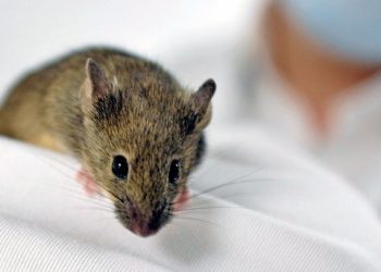 Ученые поняли, как можно удалять неприятные воспоминания