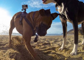 GoPro «запрягли» собаку камерой