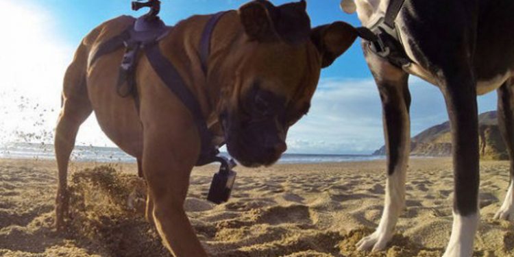 GoPro «запрягли» собаку камерой