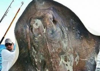 Во Флориде вытащили из морских глубин гигантского динозавра