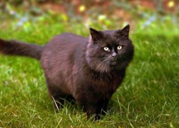 Дьявольский кот не дает проходу сельских жителей