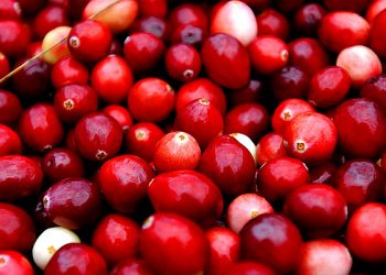 Специалисты назвали клюкву суперпродуктом для здоровья