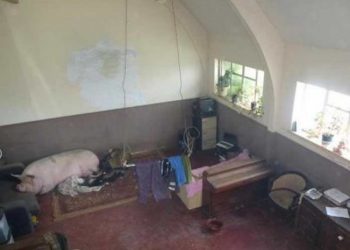 Мужчина выставил на продажу дом, сфотографировав в комнате свинью