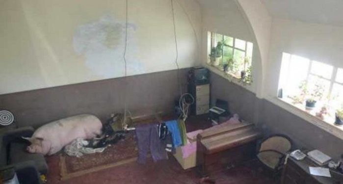 Мужчина выставил на продажу дом, сфотографировав в комнате свинью