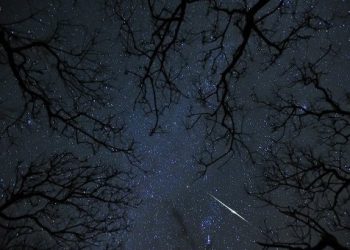 Камень из сельского сада оказался метеоритом