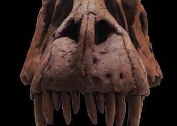 Найдены останки предка динозавра Tyrannosaurus Rex