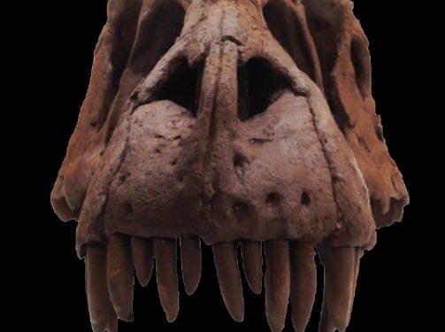 Найдены останки предка динозавра Tyrannosaurus Rex