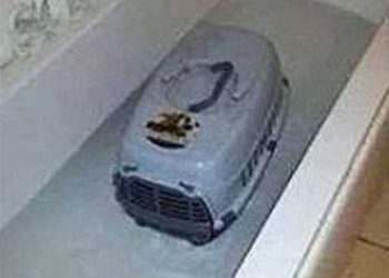 За купание кота девушке грозит казнь