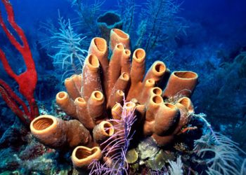 Морские губки стали лекарством от рака