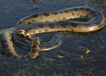 Во время прямого эфира анаконда проглотит ученого