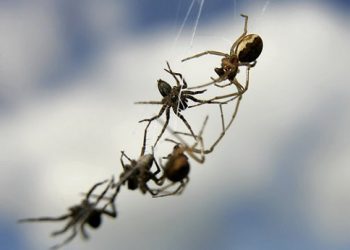 Паук жил у певицы в ухе