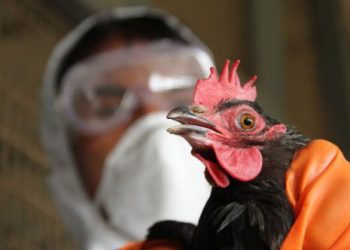 В Россию могут проникнуть новые штаммы птичьего гриппа