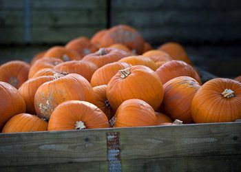 Эксперты: тыква - суперпродукт для здоровья