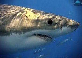 «Акула-разведчик» вскоре поступит на службу военно-морского флота США