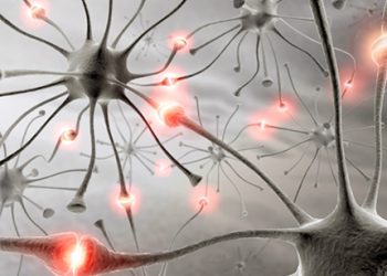 Ученые выяснили, что лишние синапсы удаляют астроциты